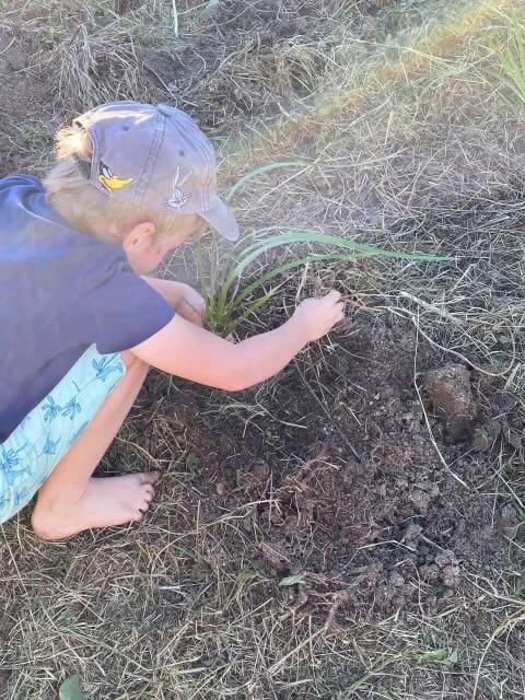 A close up of a child planting native grass in soil as part of bushland regeneration