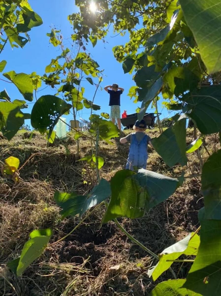 Children on hillside of a native bush regeneration project in Southeast Queensland