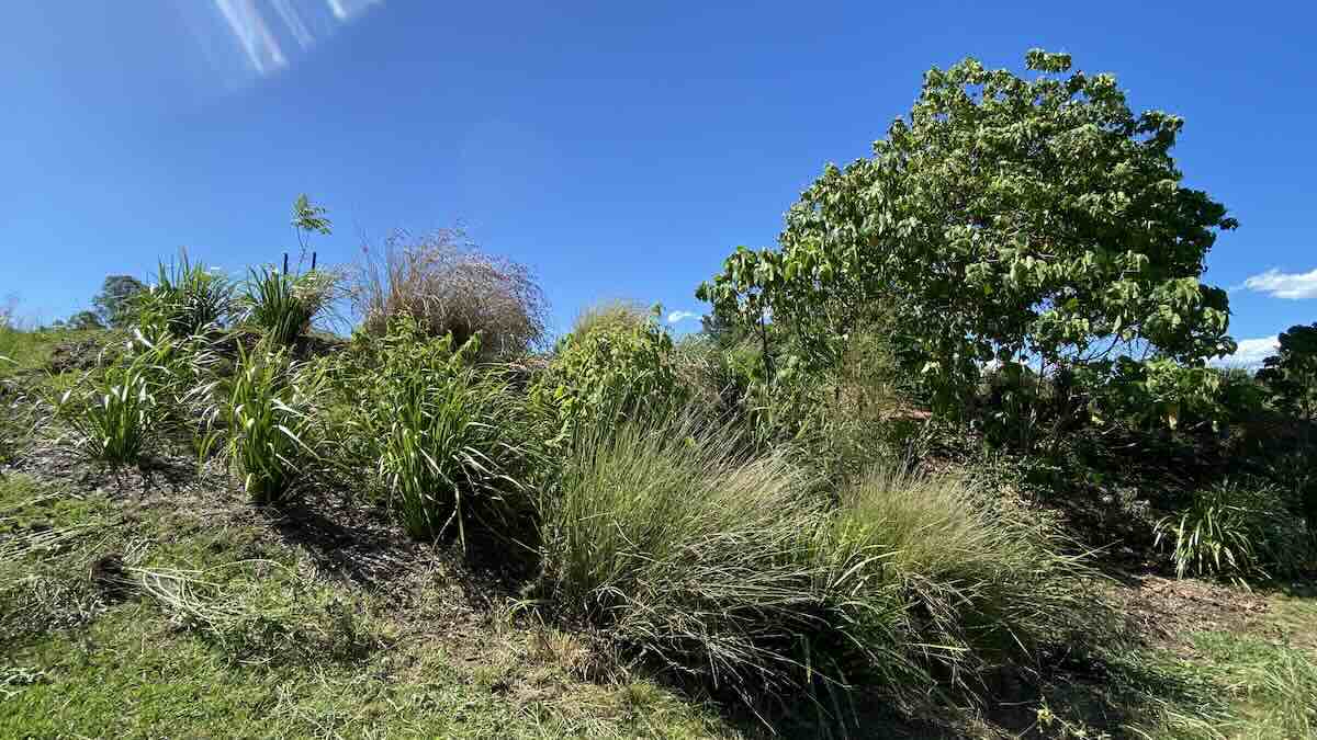 Native hillside grasses growing on regenerated bushland in Southeast Queensland