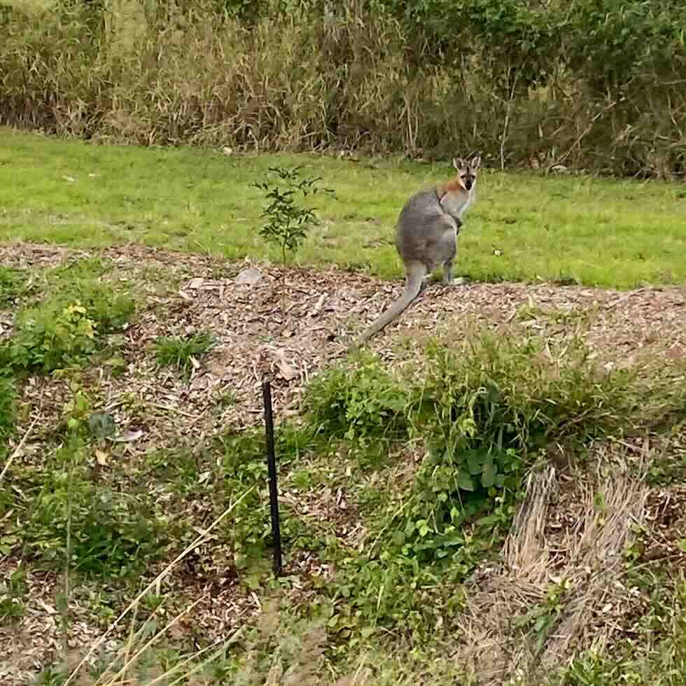 wallaby near gully on regenerated bushland in southeast queensland