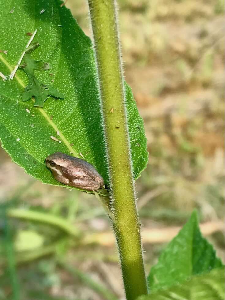 small frog on a green leaf
