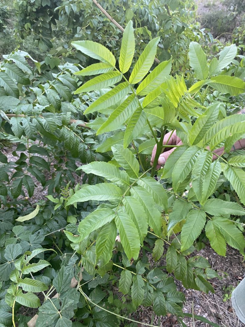 Lush overhead canopy of an established native plant in the back gully, showcasing the results of bush regeneration at Samford Valley, Queensland