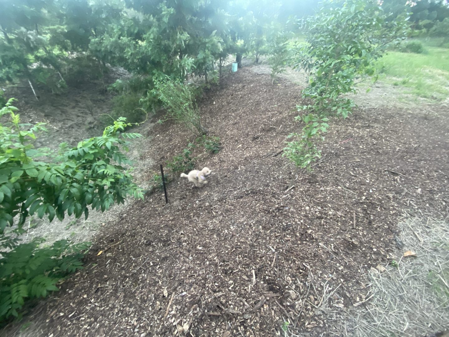 A mulched pathway between established native trees and shrubs in the back gully, showing the progress of permaculture planting at Samford Valley