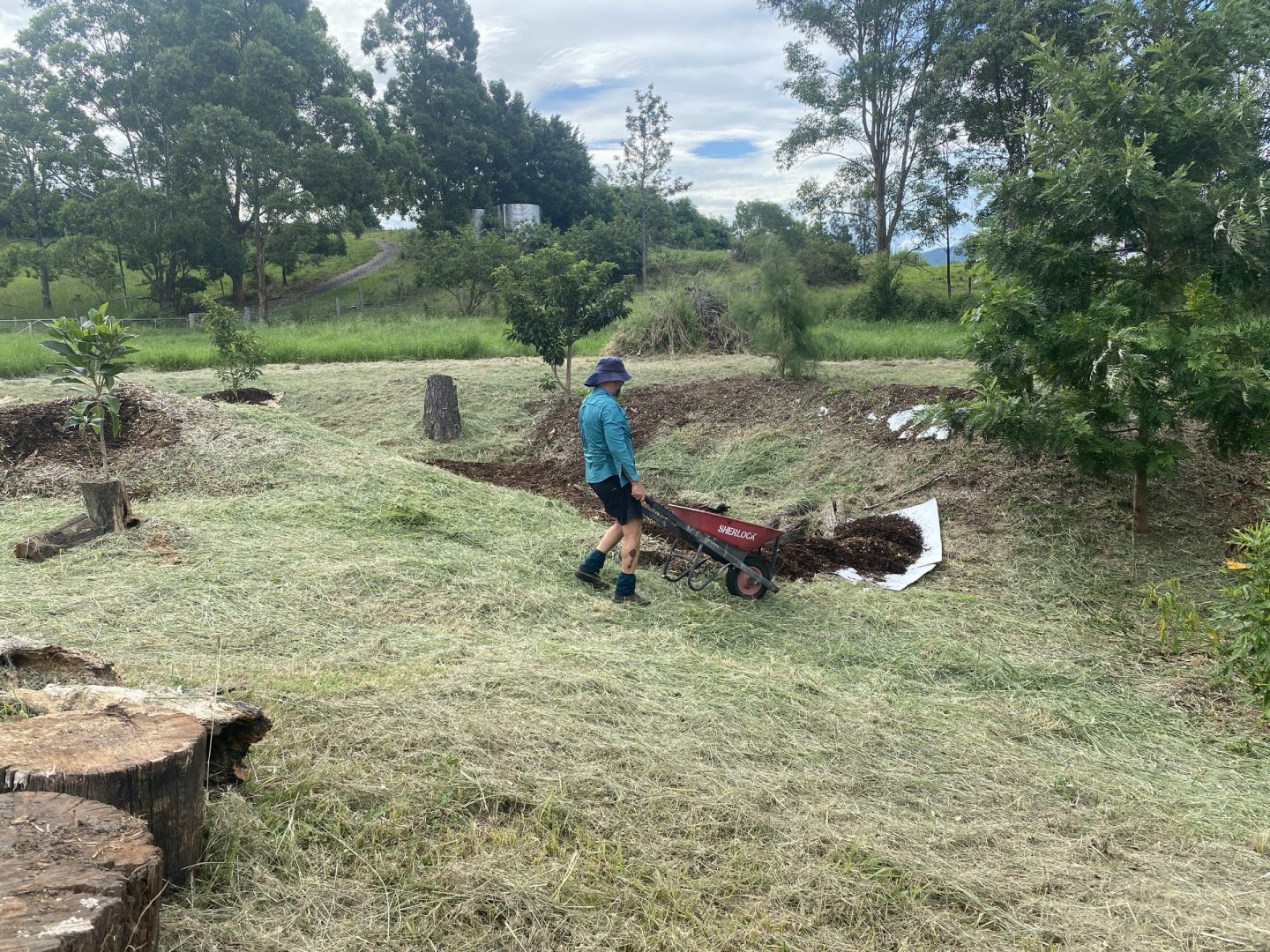 Hands-on land regeneration work — mulch being transported by wheelbarrow across the back gully at the People Planet Purpose rewilding property, Samford Valley