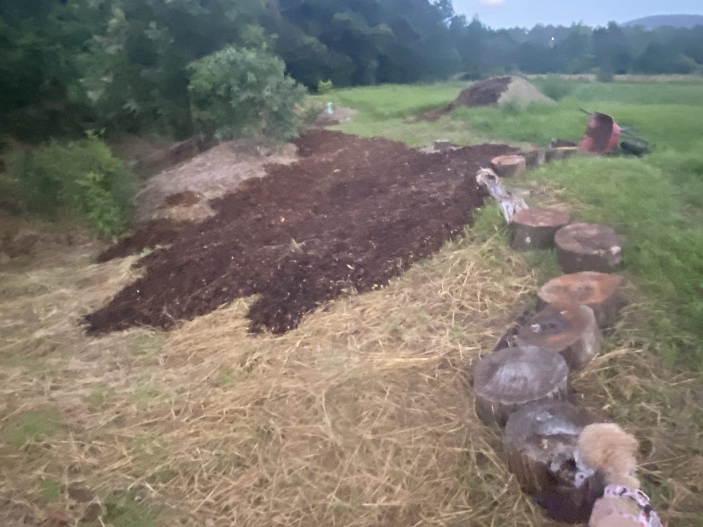 Dark compost mulch spread across the back gully bank with old tree stumps and green paddock beyond, Samford Valley bush regeneration