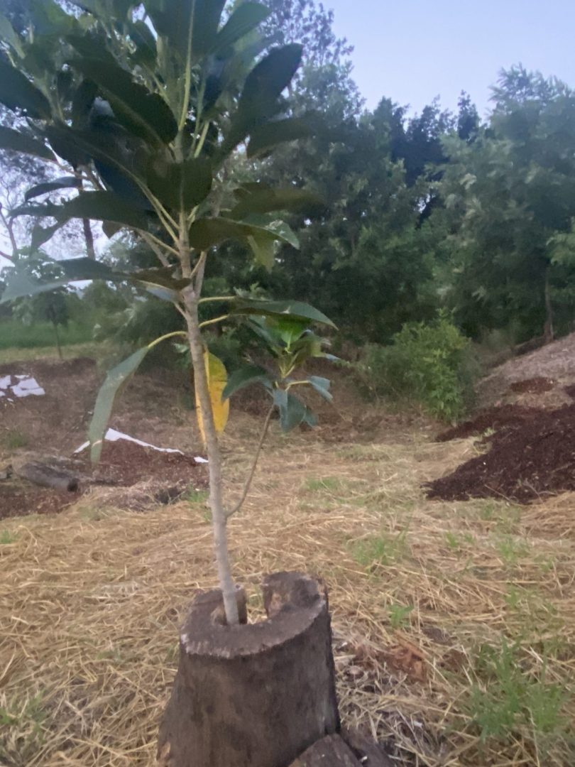 A young native tree sapling staked and planted in mulched soil in the back gully, part of the bush regeneration project at Samford Valley