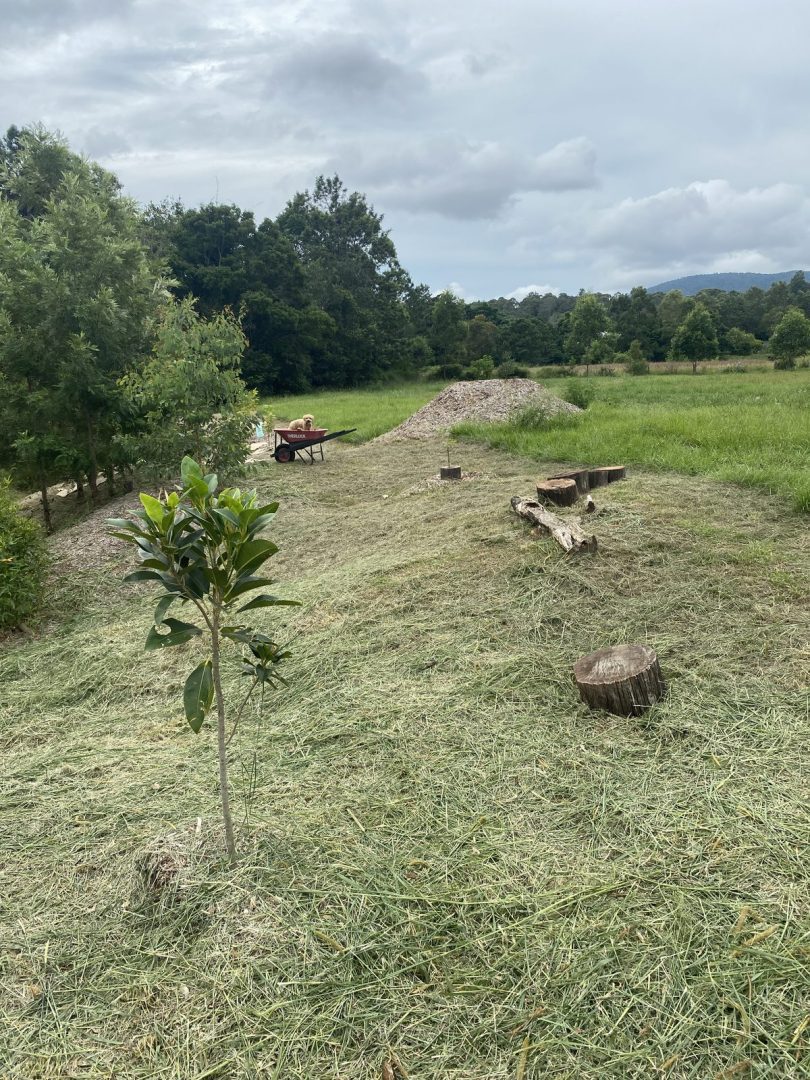 An excavator working on site clearing in the back gully during the early land rehabilitation phase of the Samford Valley rewilding project