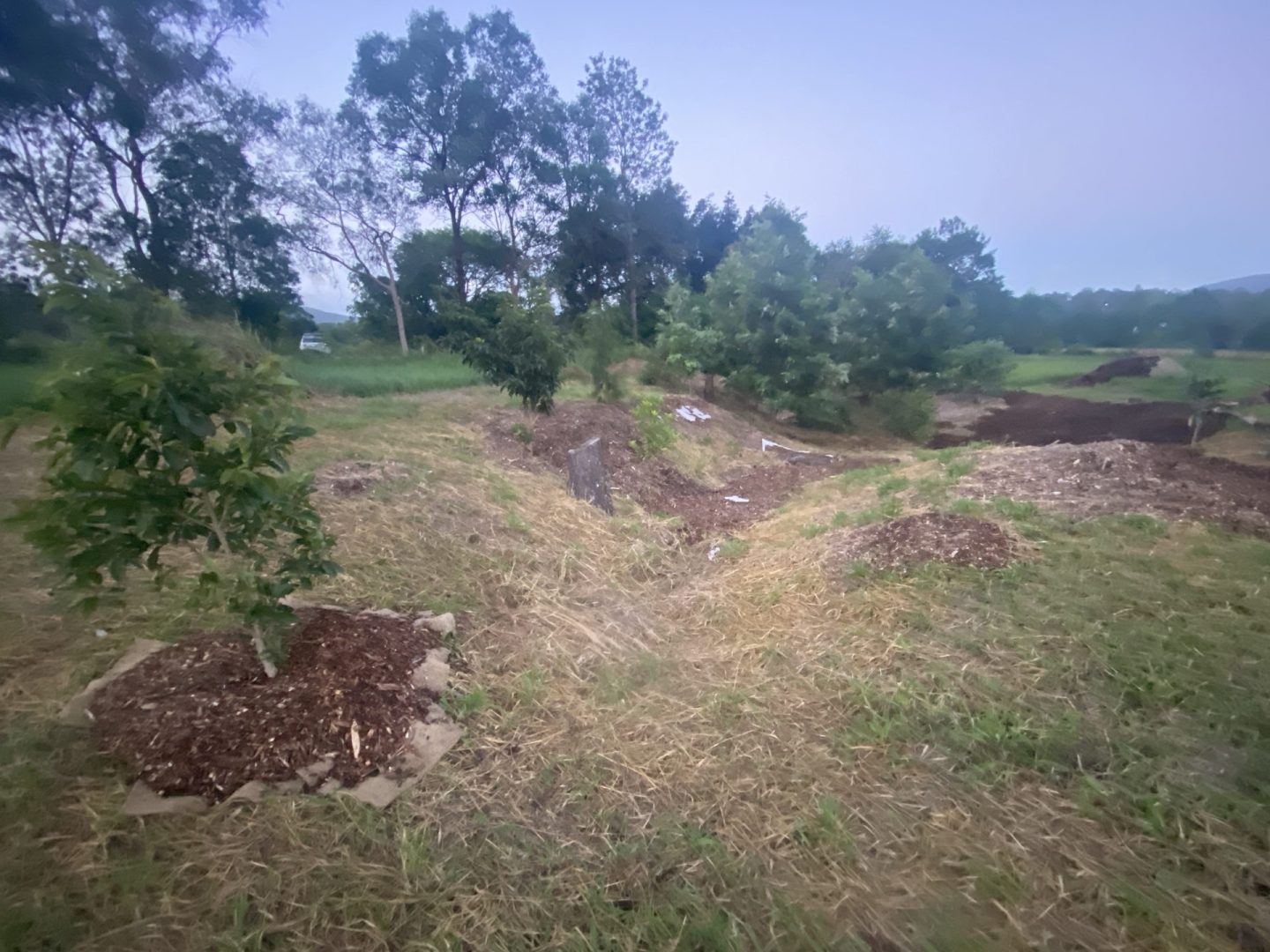 Straw mulch and weed suppression mat laid in the back gully during site preparation, an early stage of land regeneration at Samford Valley