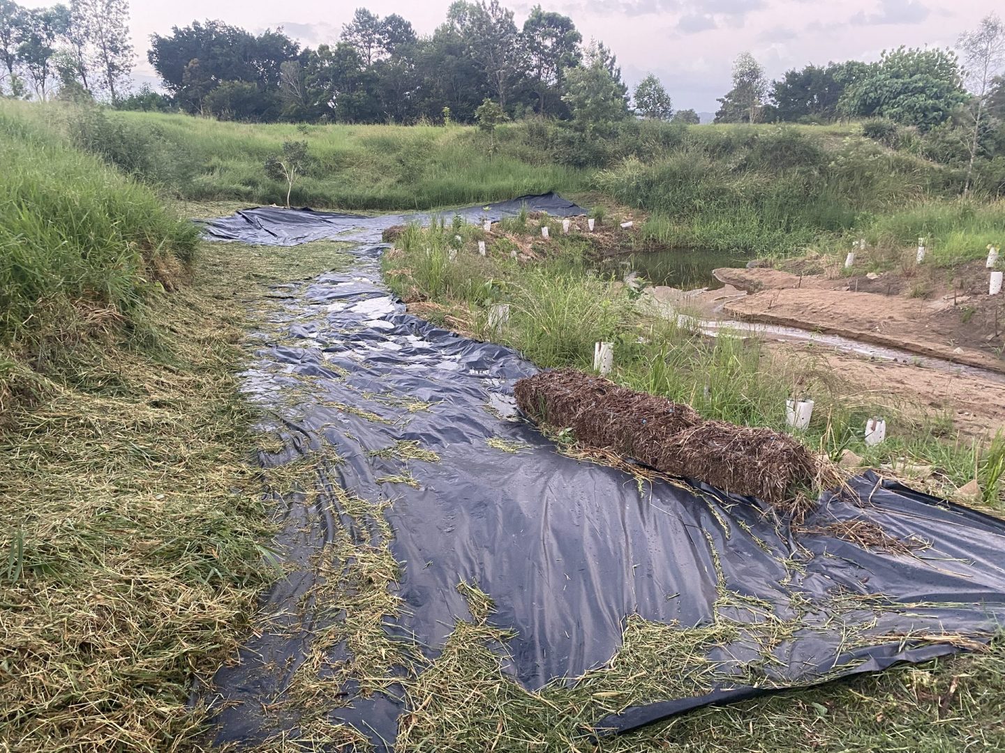 Front gully creek bed showing weed control mat, straw erosion barriers and native seedlings in tree guards, active land rehabilitation at Samford Valley