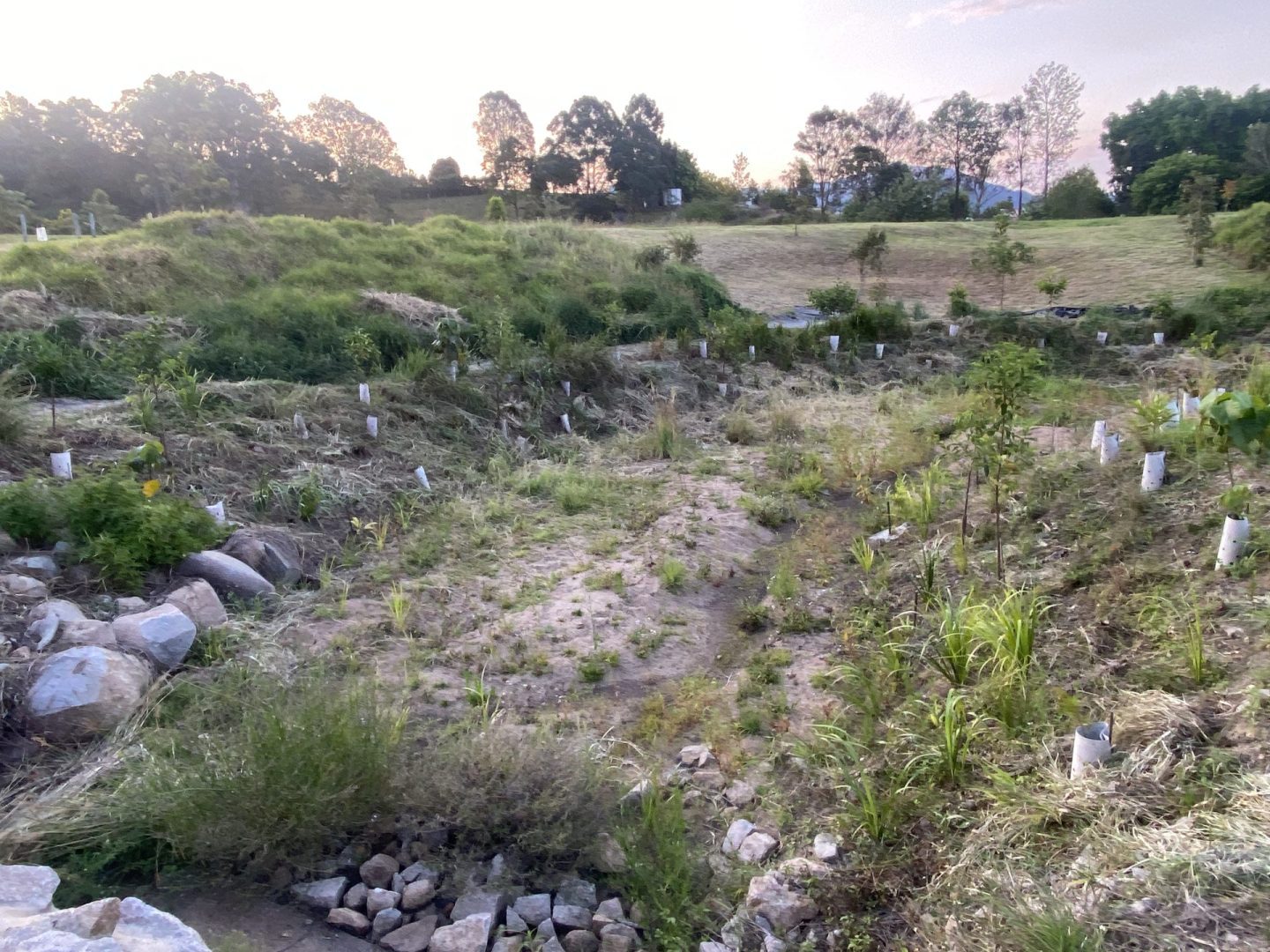 Rows of white tree guards protecting newly planted native seedlings in the front gully rehabilitation zone at Samford Valley