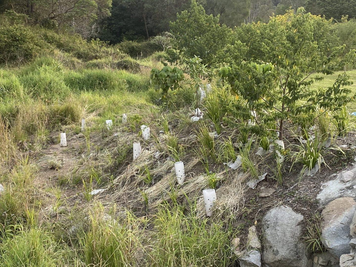 Native grass seedlings in white tree guards growing on the front gully bank, with established trees in the background, Southeast Queensland