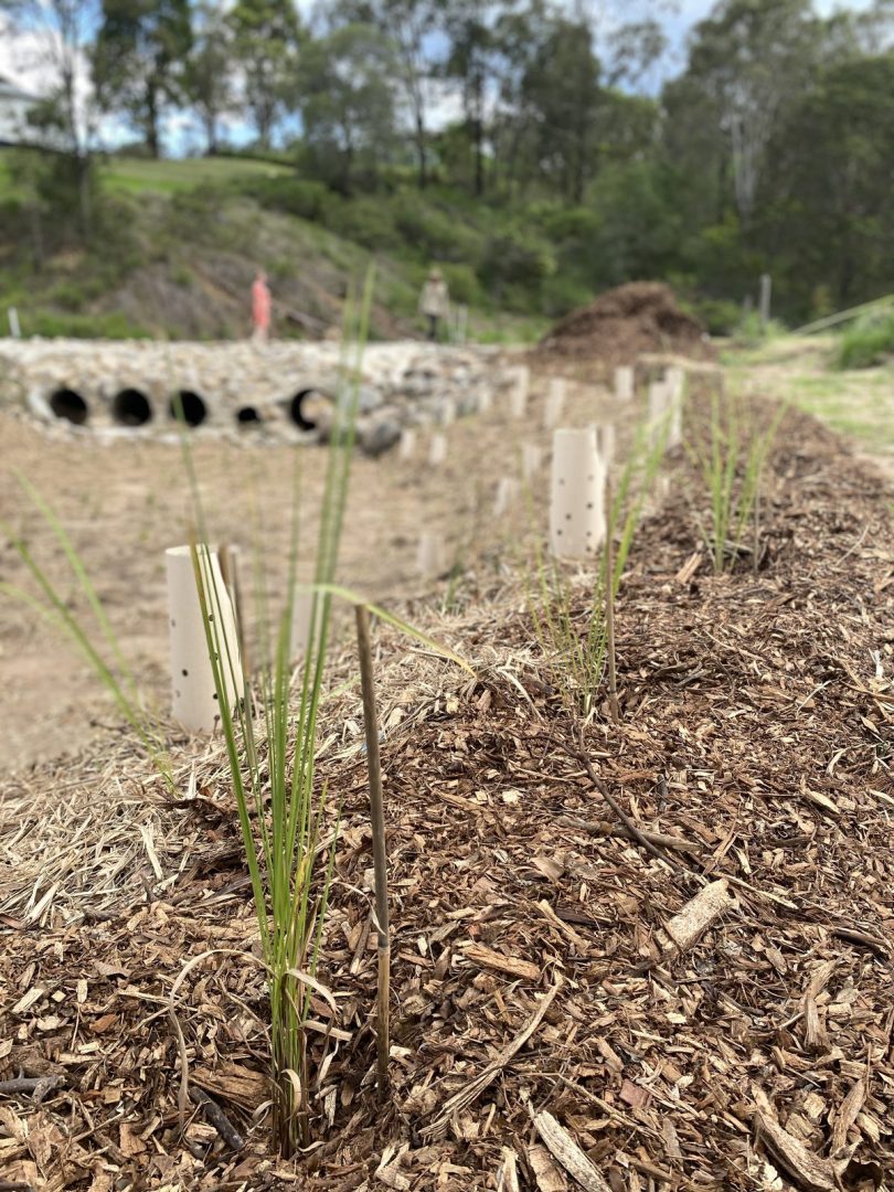 Close-up of native grass seedlings emerging through wood chip mulch at the People Planet Purpose rewilding project in Southeast Queensland