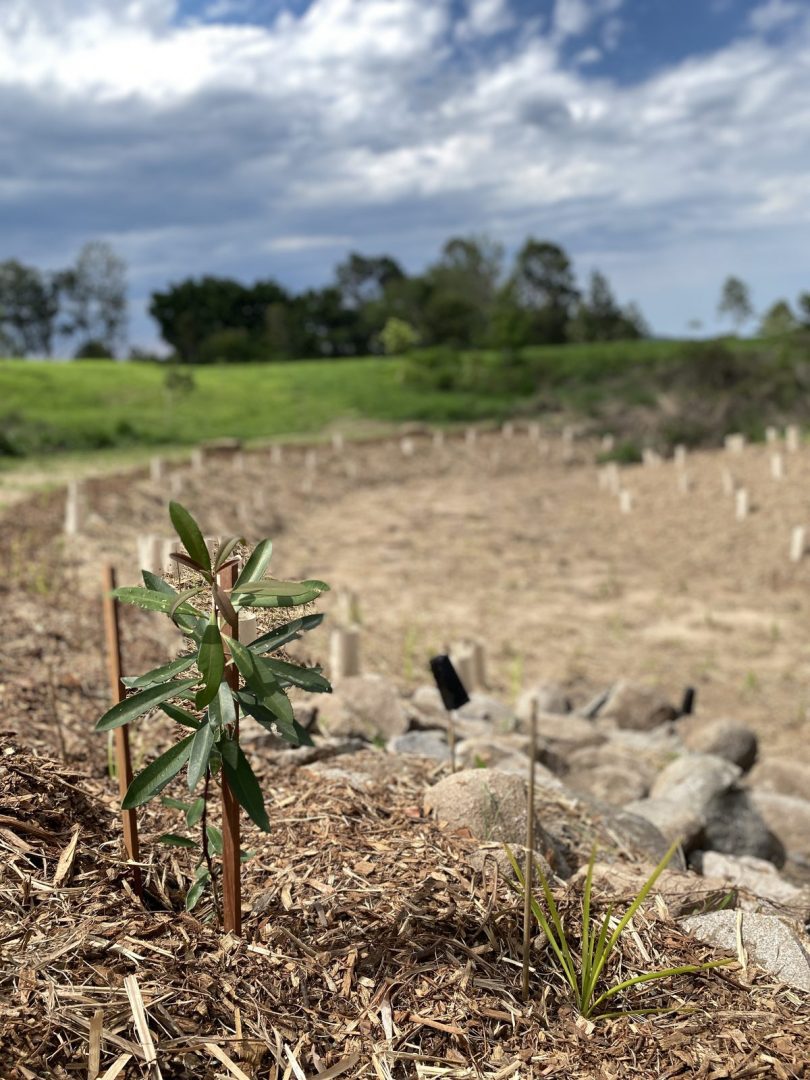 Close-up of a young native broadleaf sapling growing in wood chip mulch at the People Planet Purpose rewilding project in Southeast Queensland