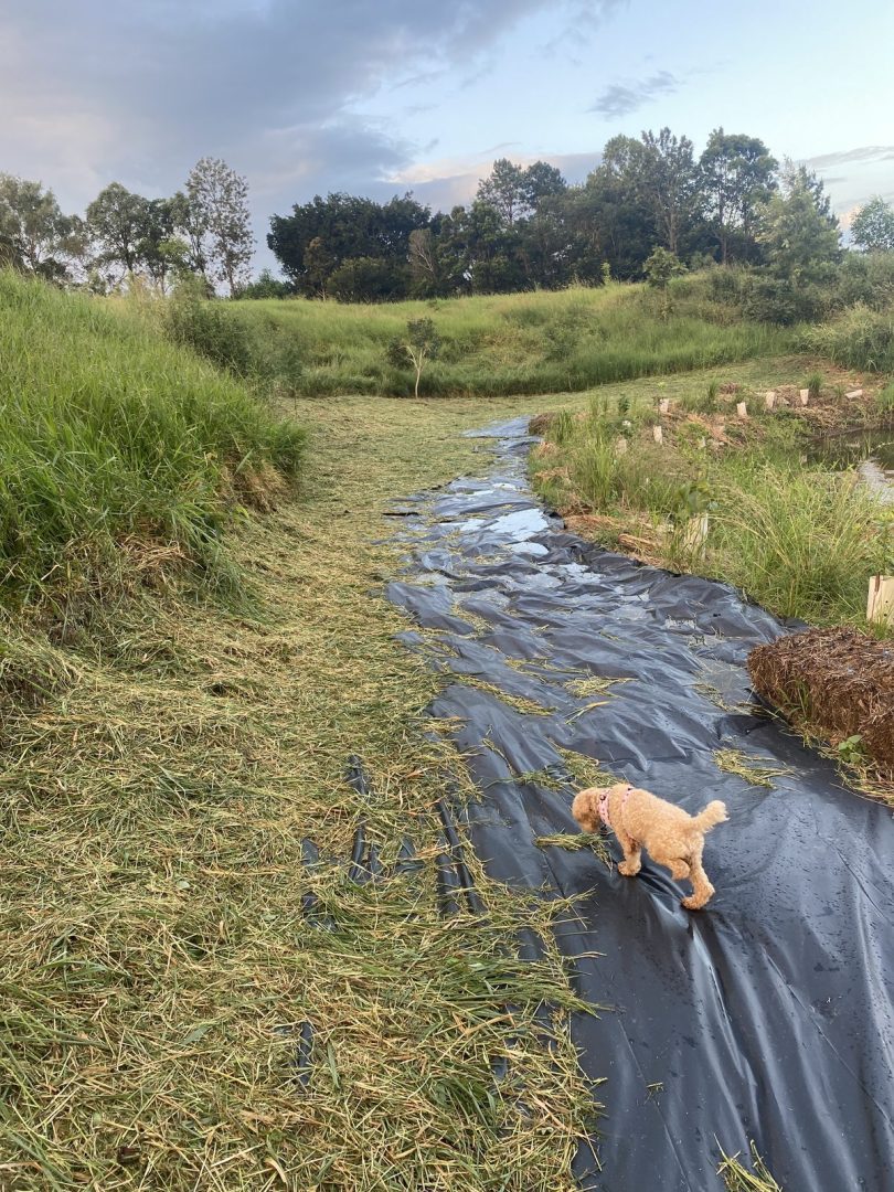 A golden retriever exploring the weed-suppressed front gully during the early stages of land regeneration at the People Planet Purpose property, Samford Valley