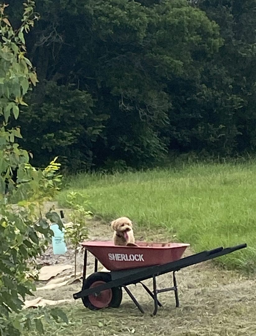 Our pup sitting in a red wheelbarrow on the People Planet Purpose rewilding property in Samford Valley, Queensland